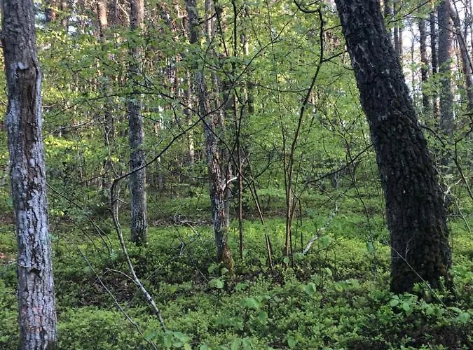 Kalimera * 卡尔维亚